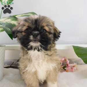 Rosie, Shih Tzu Puppy