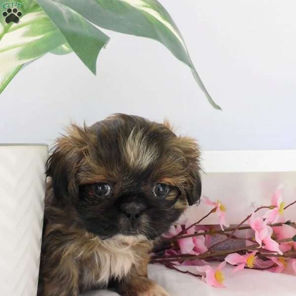 Lily, Shih Tzu Puppy