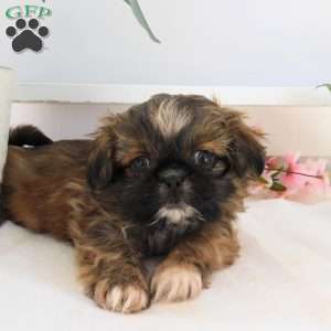 Lily, Shih Tzu Puppy