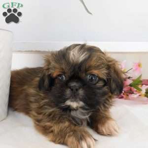 Lily, Shih Tzu Puppy