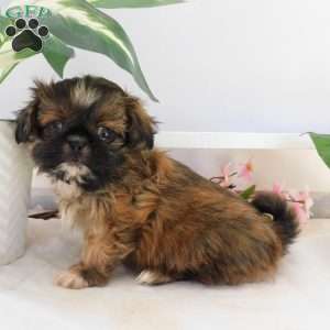 Lily, Shih Tzu Puppy