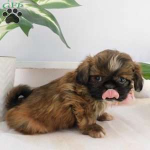 Lily, Shih Tzu Puppy