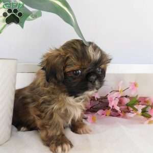 Lily, Shih Tzu Puppy