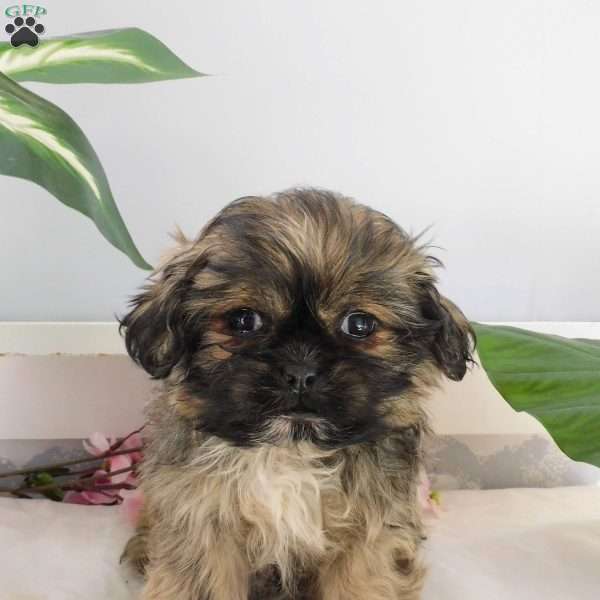 Leo, Shih Tzu Puppy