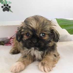Leo, Shih Tzu Puppy