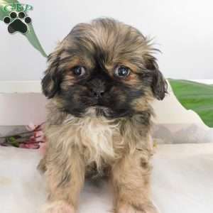 Leo, Shih Tzu Puppy