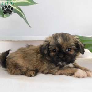 Leo, Shih Tzu Puppy