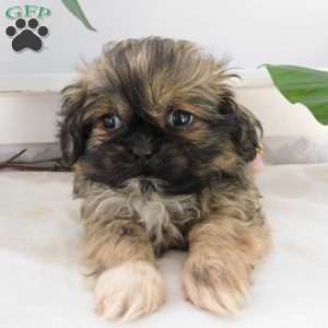 Leo, Shih Tzu Puppy