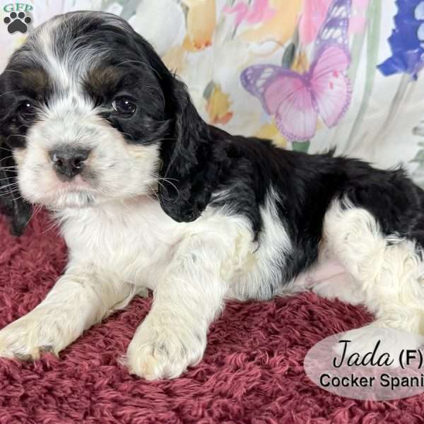 Jada, Cocker Spaniel Puppy