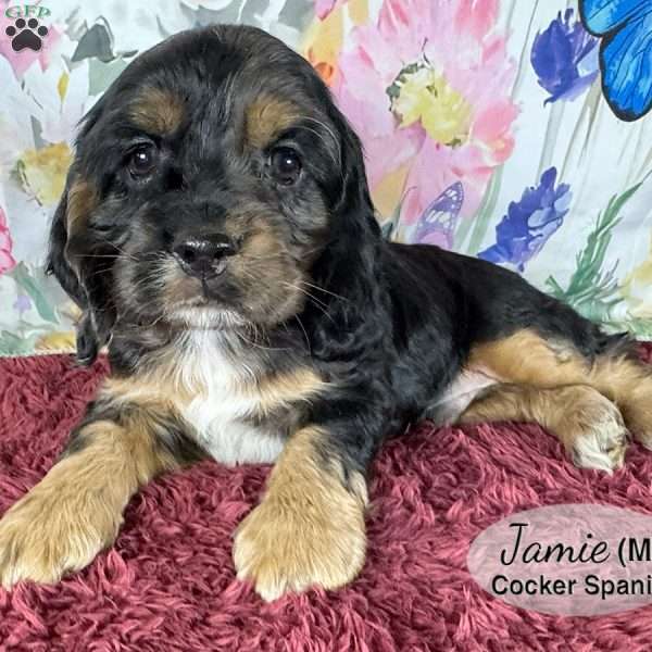 Jamie, Cocker Spaniel Puppy