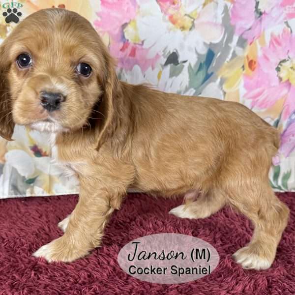 Janson, Cocker Spaniel Puppy