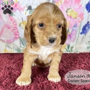 Janson, Cocker Spaniel Puppy