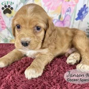 Janson, Cocker Spaniel Puppy