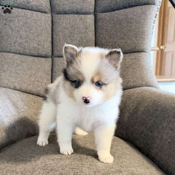 jax, Pomsky Puppy