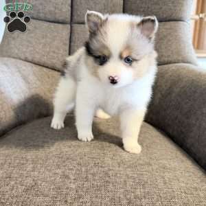 jax, Pomsky Puppy