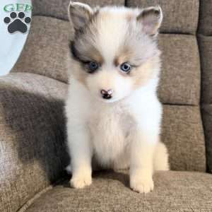 jax, Pomsky Puppy