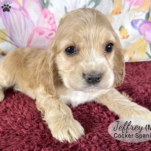 Jeffrey, Cocker Spaniel Puppy