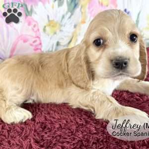 Jeffrey, Cocker Spaniel Puppy