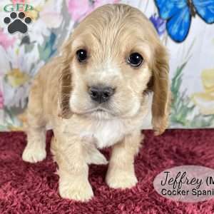 Jeffrey, Cocker Spaniel Puppy