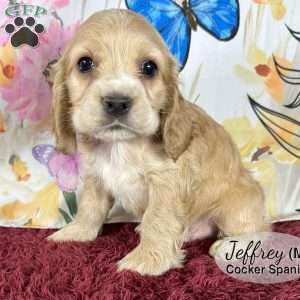 Jeffrey, Cocker Spaniel Puppy