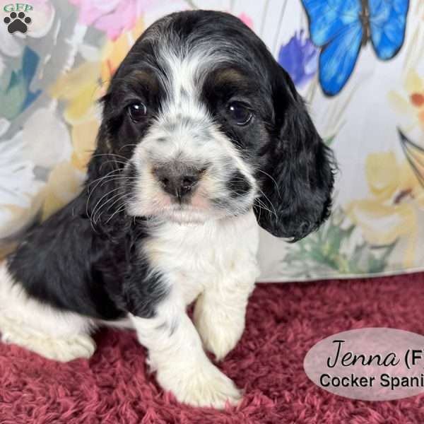 Jenna, Cocker Spaniel Puppy