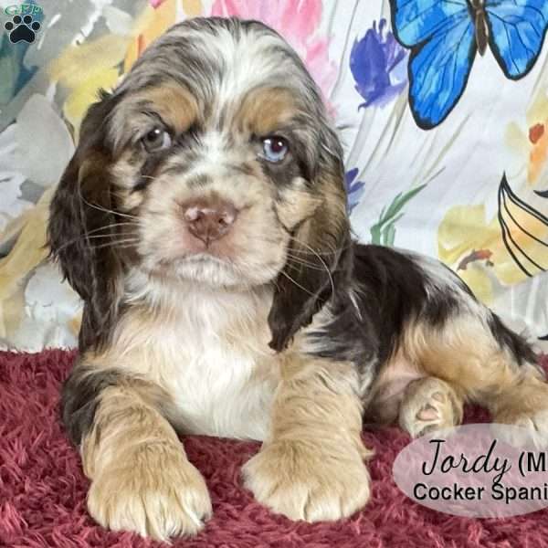 Jordy, Cocker Spaniel Puppy
