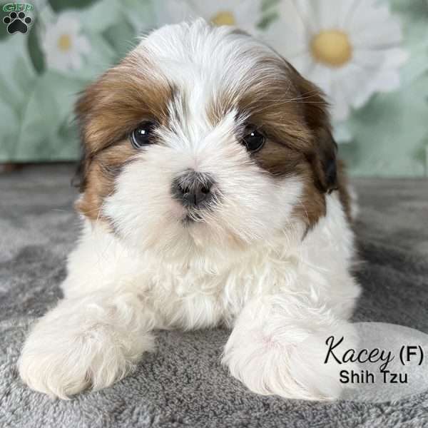 Kacey, Shih Tzu Puppy