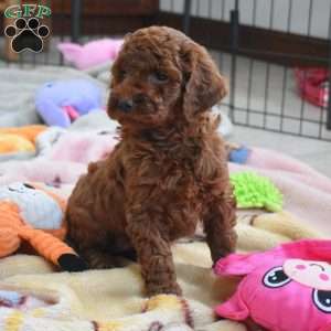 Katie, Miniature Poodle Puppy