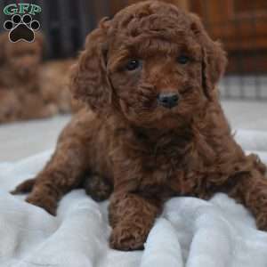 Katie, Miniature Poodle Puppy