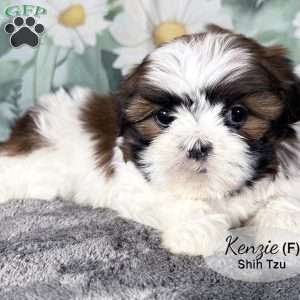 Kenzie, Shih Tzu Puppy