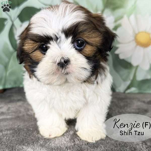 Kenzie, Shih Tzu Puppy