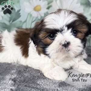Kenzie, Shih Tzu Puppy