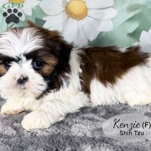 Kenzie, Shih Tzu Puppy