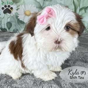 Kyla, Shih Tzu Puppy