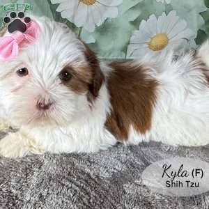 Kyla, Shih Tzu Puppy