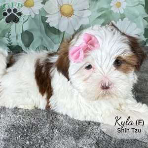 Kyla, Shih Tzu Puppy