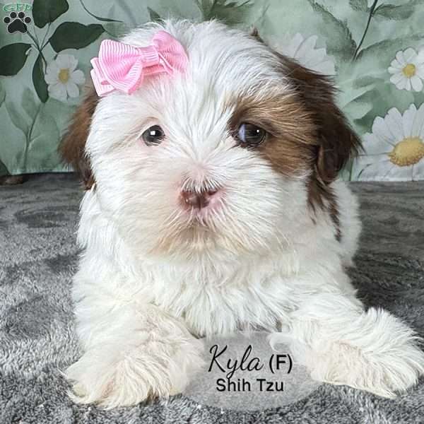 Kyla, Shih Tzu Puppy