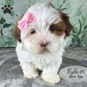 Kyla, Shih Tzu Puppy
