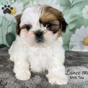 Lance, Shih Tzu Puppy