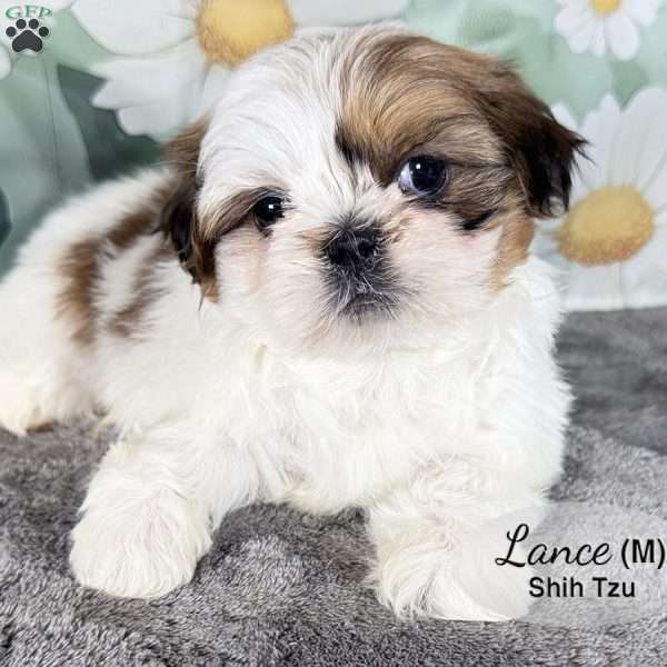 Lance, Shih Tzu Puppy