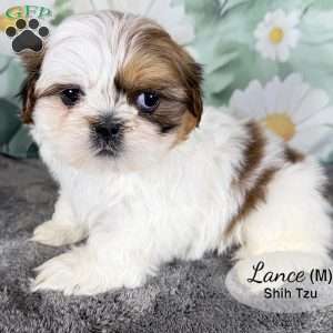 Lance, Shih Tzu Puppy