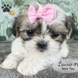 Laurie, Shih Tzu Puppy