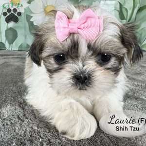 Laurie, Shih Tzu Puppy