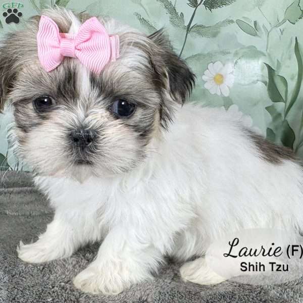 Laurie, Shih Tzu Puppy