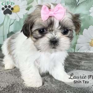 Laurie, Shih Tzu Puppy