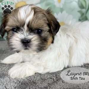 Layne, Shih Tzu Puppy