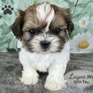 Layne, Shih Tzu Puppy