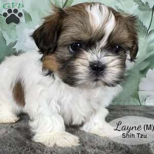 Layne, Shih Tzu Puppy