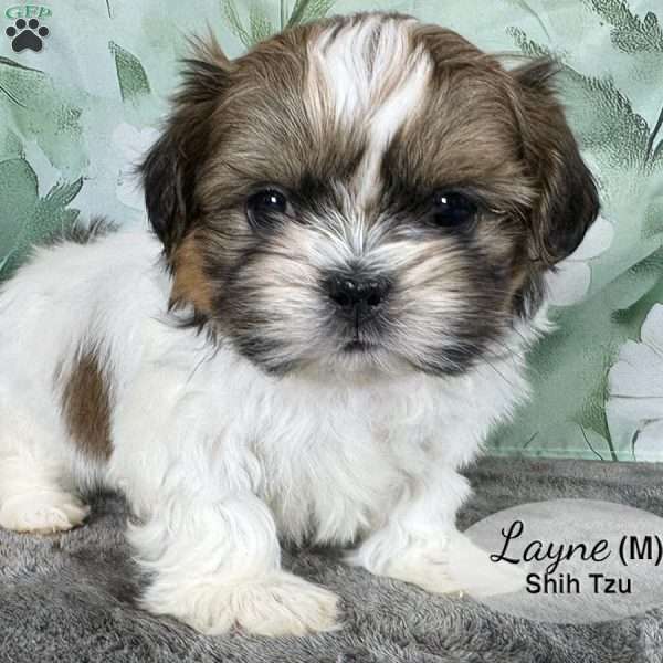 Layne, Shih Tzu Puppy