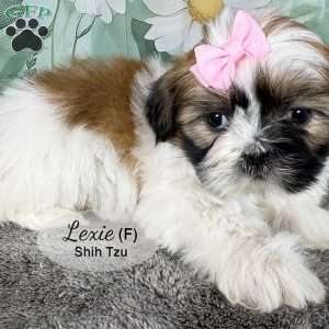 Lexie, Shih Tzu Puppy